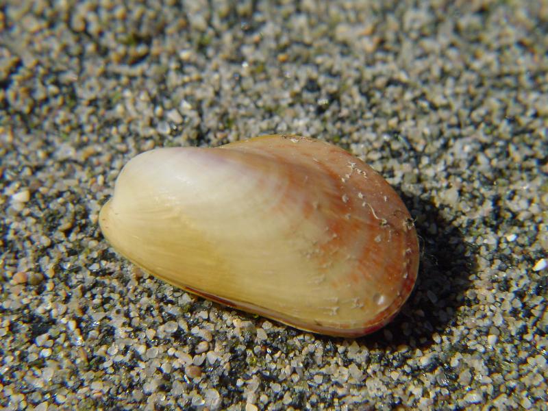 Modiolus adriaticus